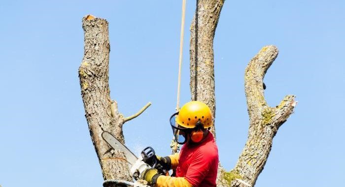 What’s the Cost of Tree Removal? (2022 Guide)